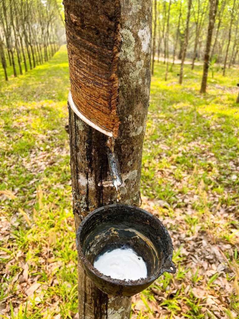 Rubber Plantation cut for natural latex on rubber tree on field agriculture area with natural latex row of tree Stock Free