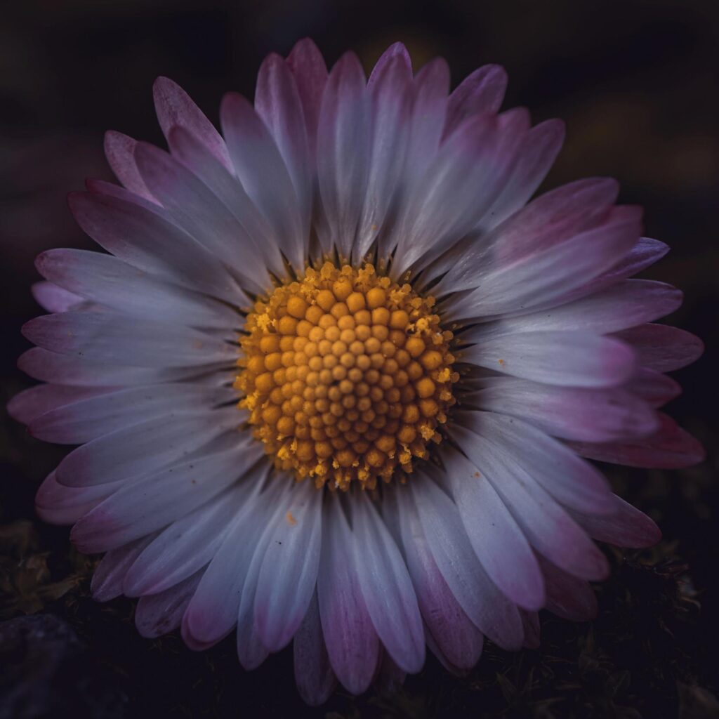 romantic daisy flower in spring season Stock Free