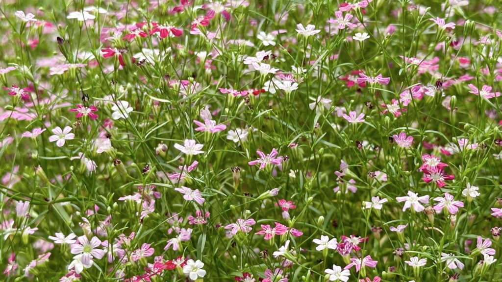 Close up view of Gypsophila flowers with various colors background Stock Free