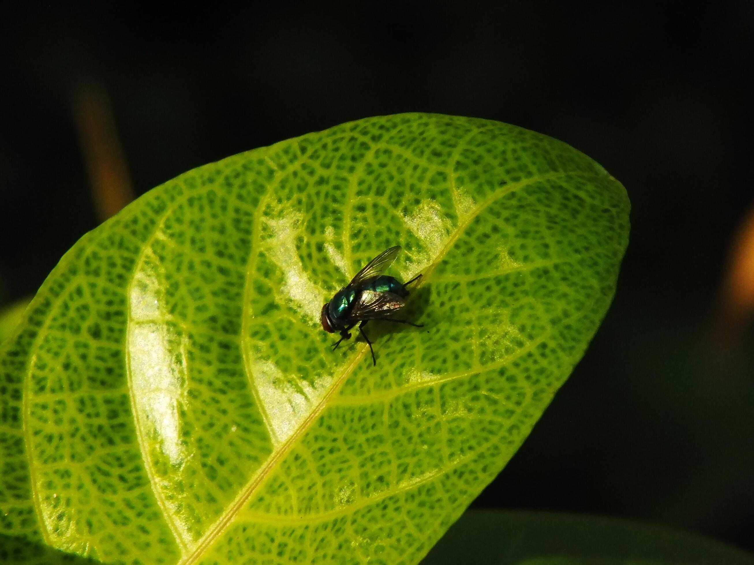 a fly perched on a leaf. macro photo of insect on natural green leaf background Stock Free