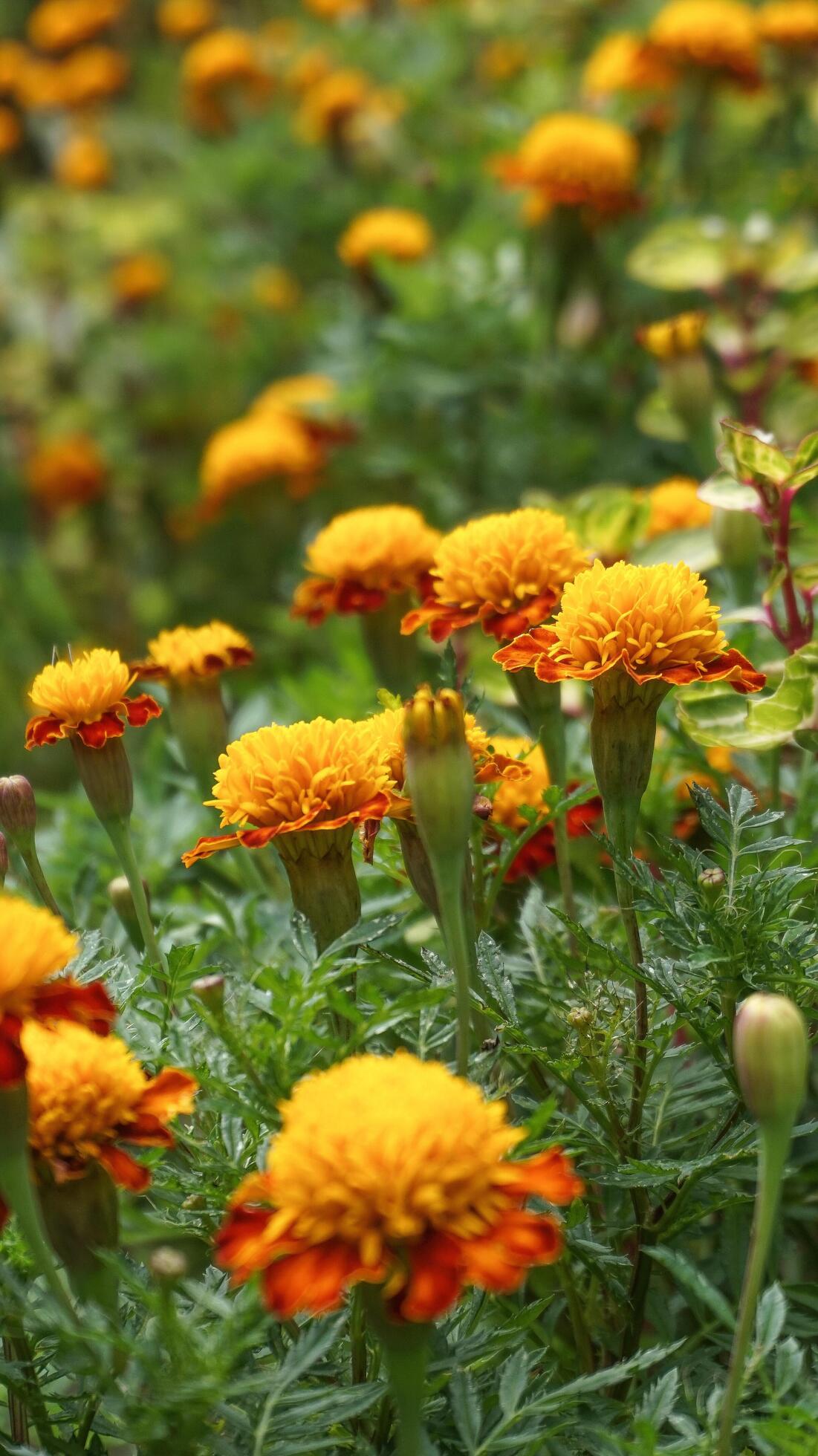 beautiful marigold flowers with nature background Stock Free