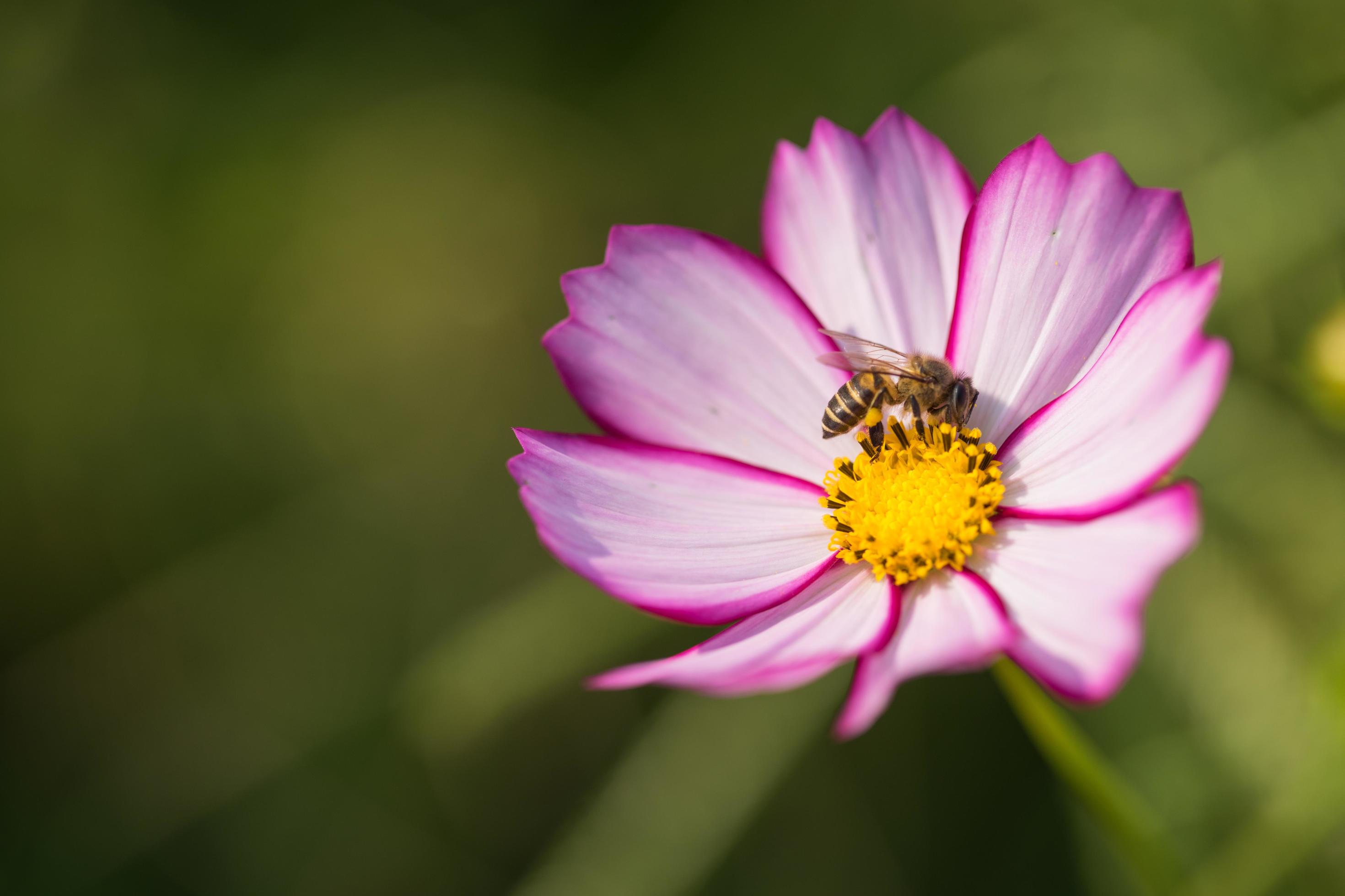 Close up cosmos flower with bee Stock Free