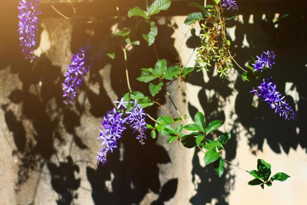 Sandpaper vine or Queens Wreath, Purple Wreath flowers in sunlight Stock Free