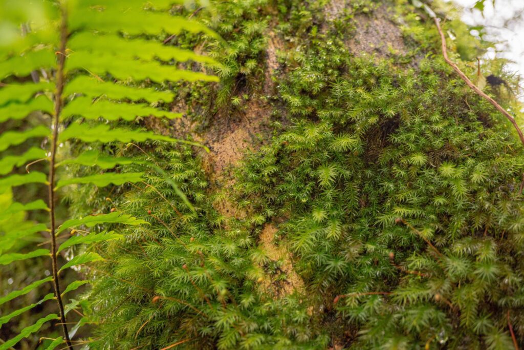 Close up photo of green little leaf on the tropical forest. Photo is suitable to use for nature background, botanical poster and nature content media. Stock Free