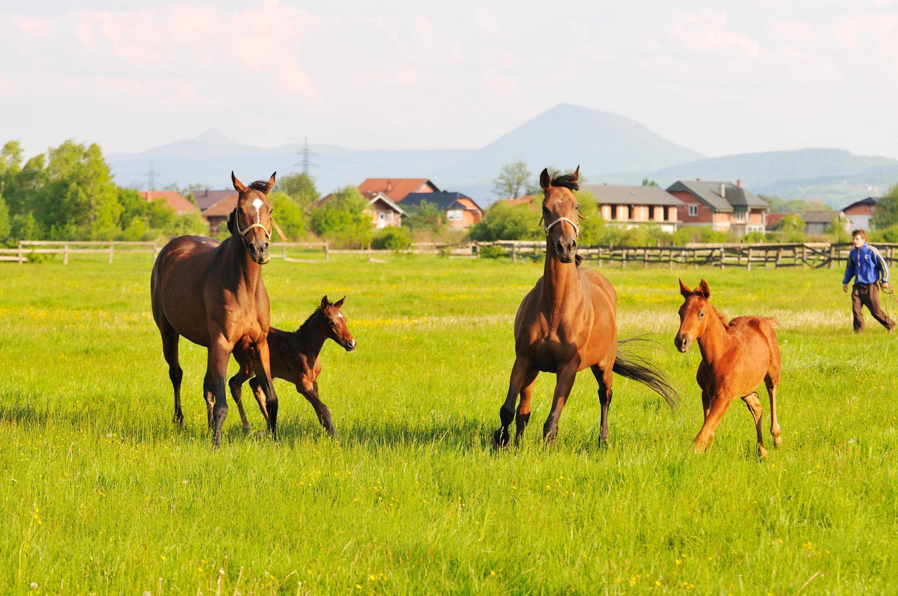 Horse nature view Stock Free