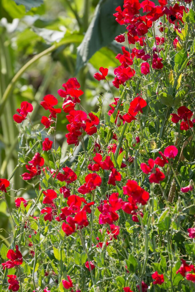 A profusion of red Sweet Pea flowers blooming in the sun Stock Free