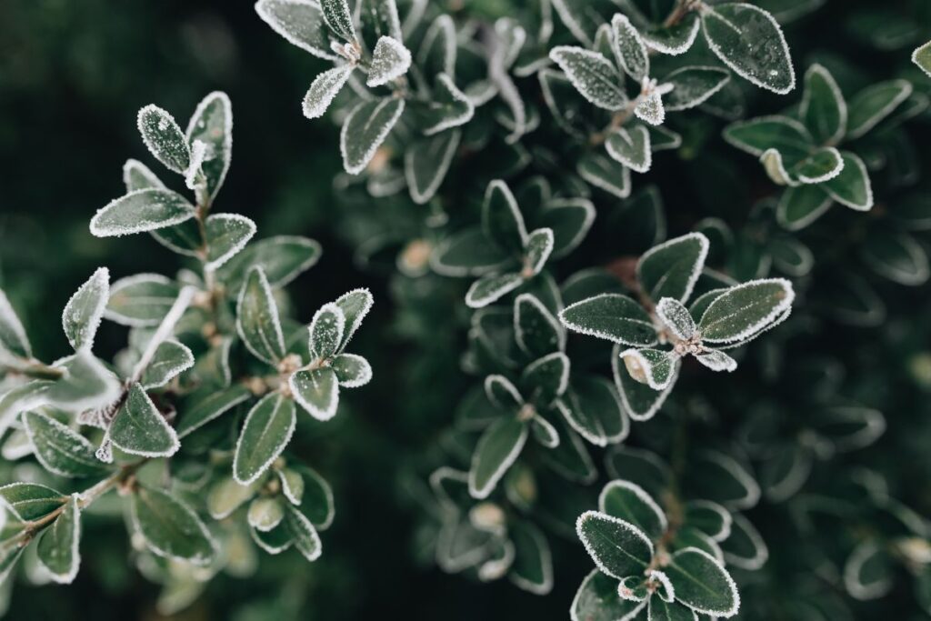 
									Frozen leaves & twigs Stock Free