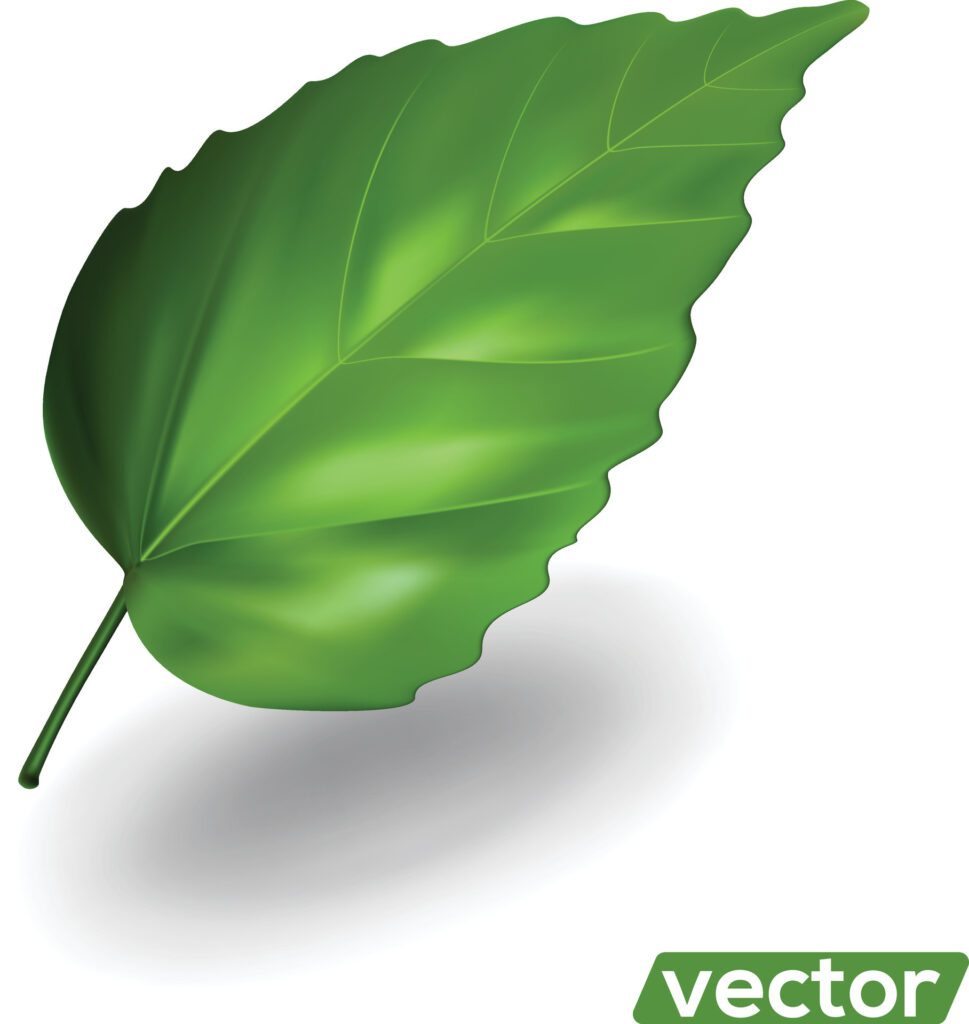 Fresh green 3d leaf isolated on white background. Free Vector