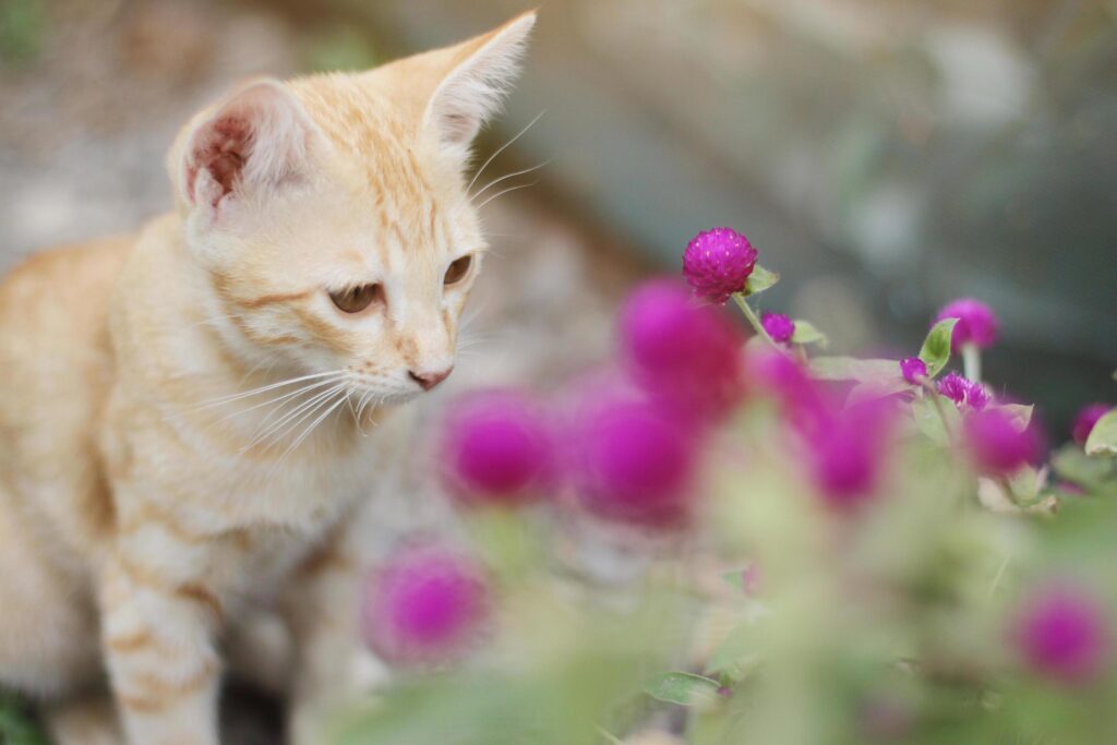 Cute Orange Kitten striped cat enjoy and relax with Globe Amaranth flowers in garden with natural sunlight Stock Free