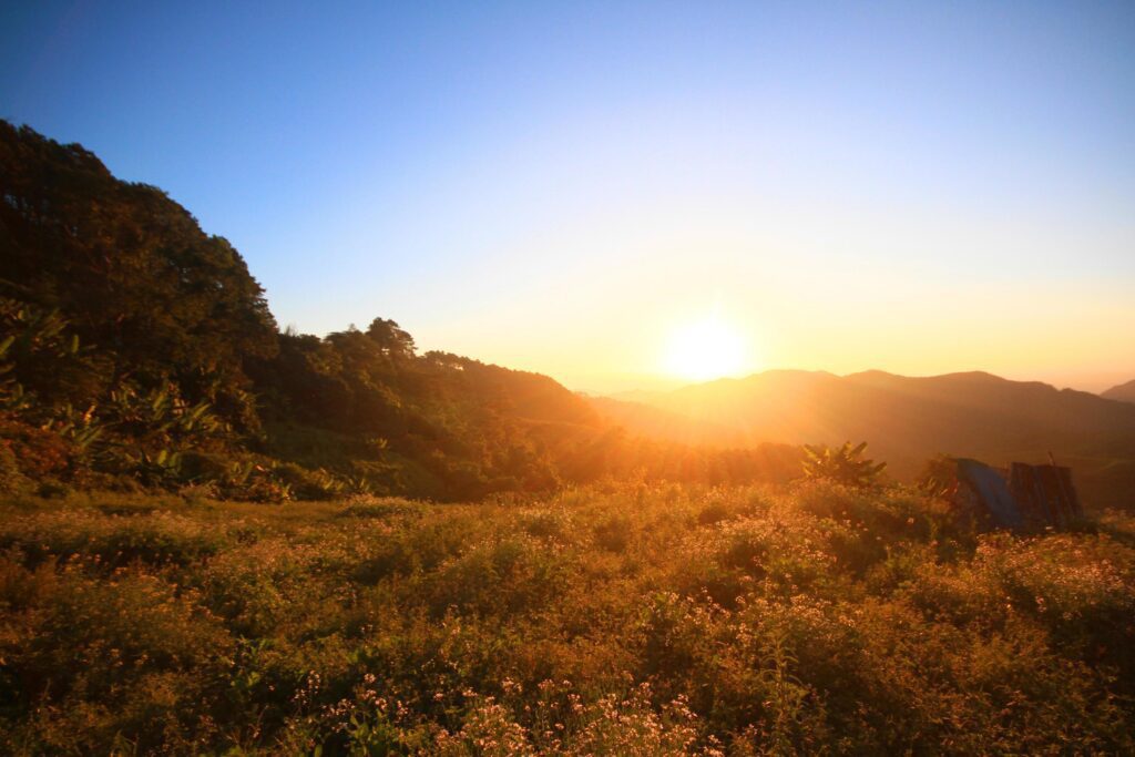 Beautiful bloming wild flowers fields and meadow in springtime on sunset and natural sunlight shining on mountain. Stock Free