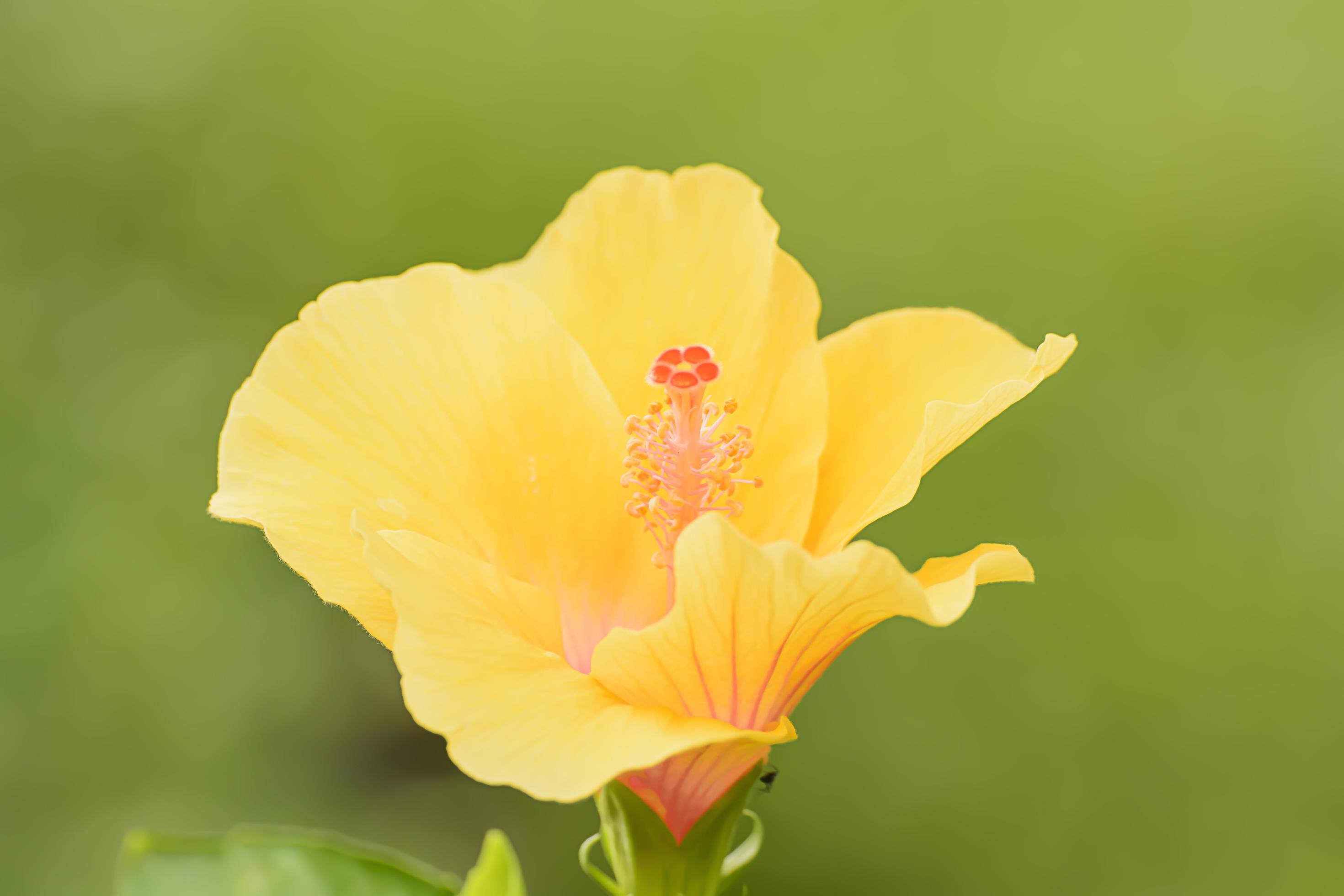 Hibiscus is a genus of flowering plants in the mallow family, Malvaceae. Stock Free