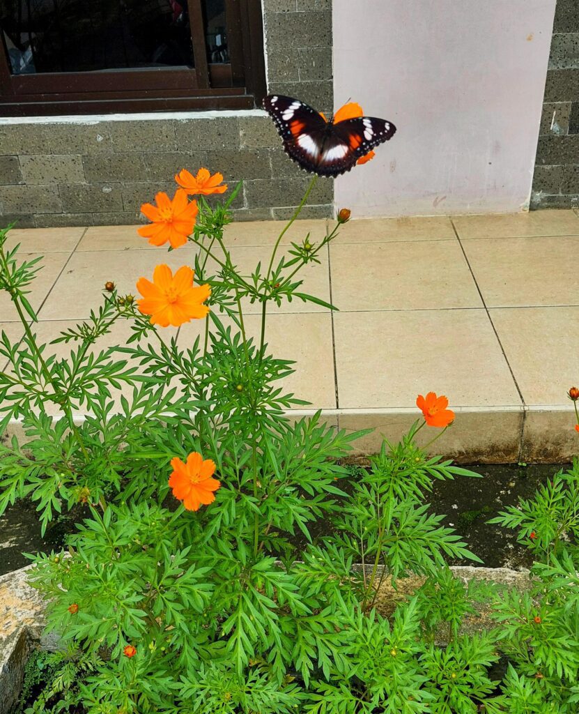 Black butterfly perched on flower Stock Free