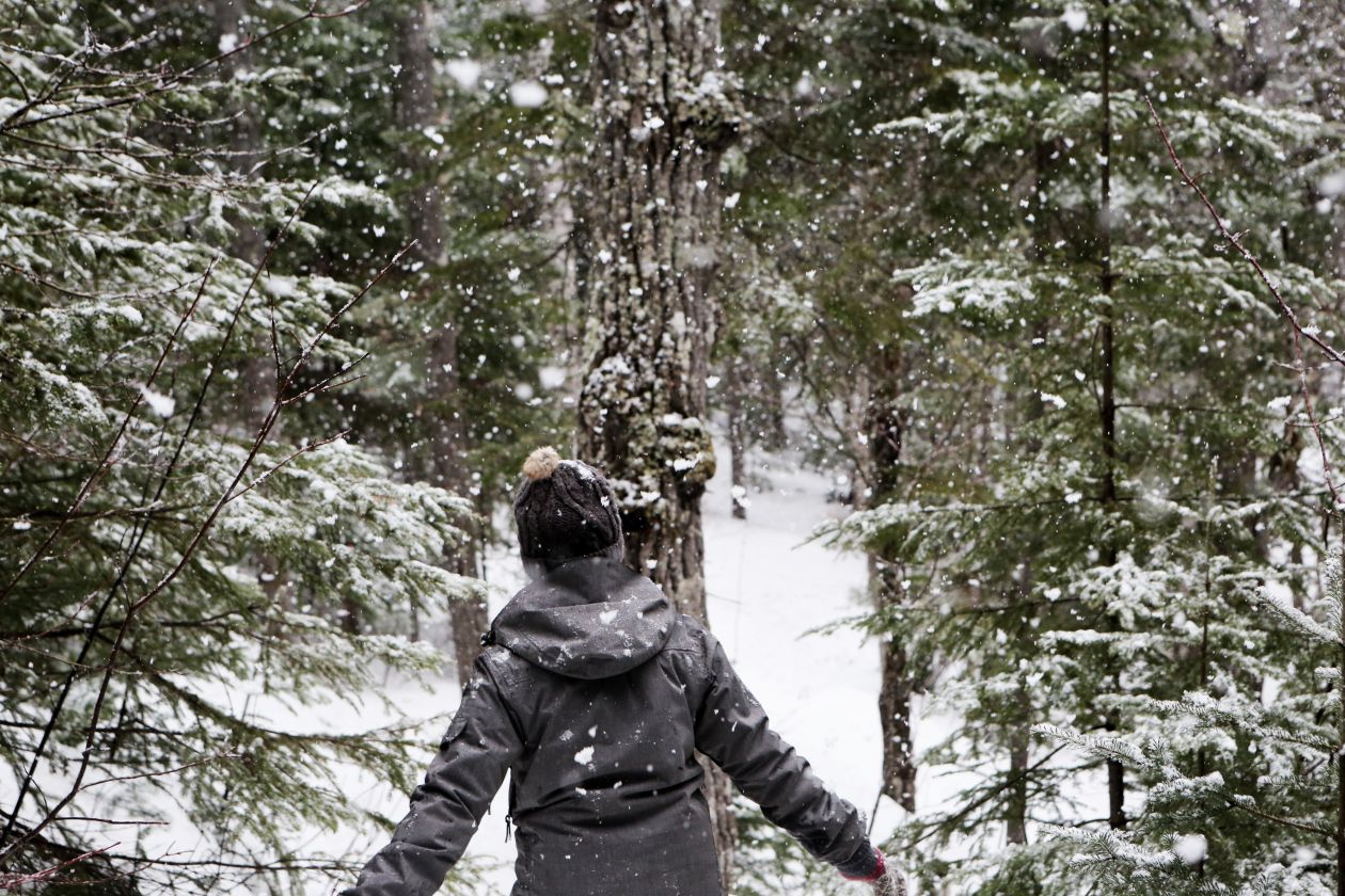 Walking in Winter Forest Stock Free