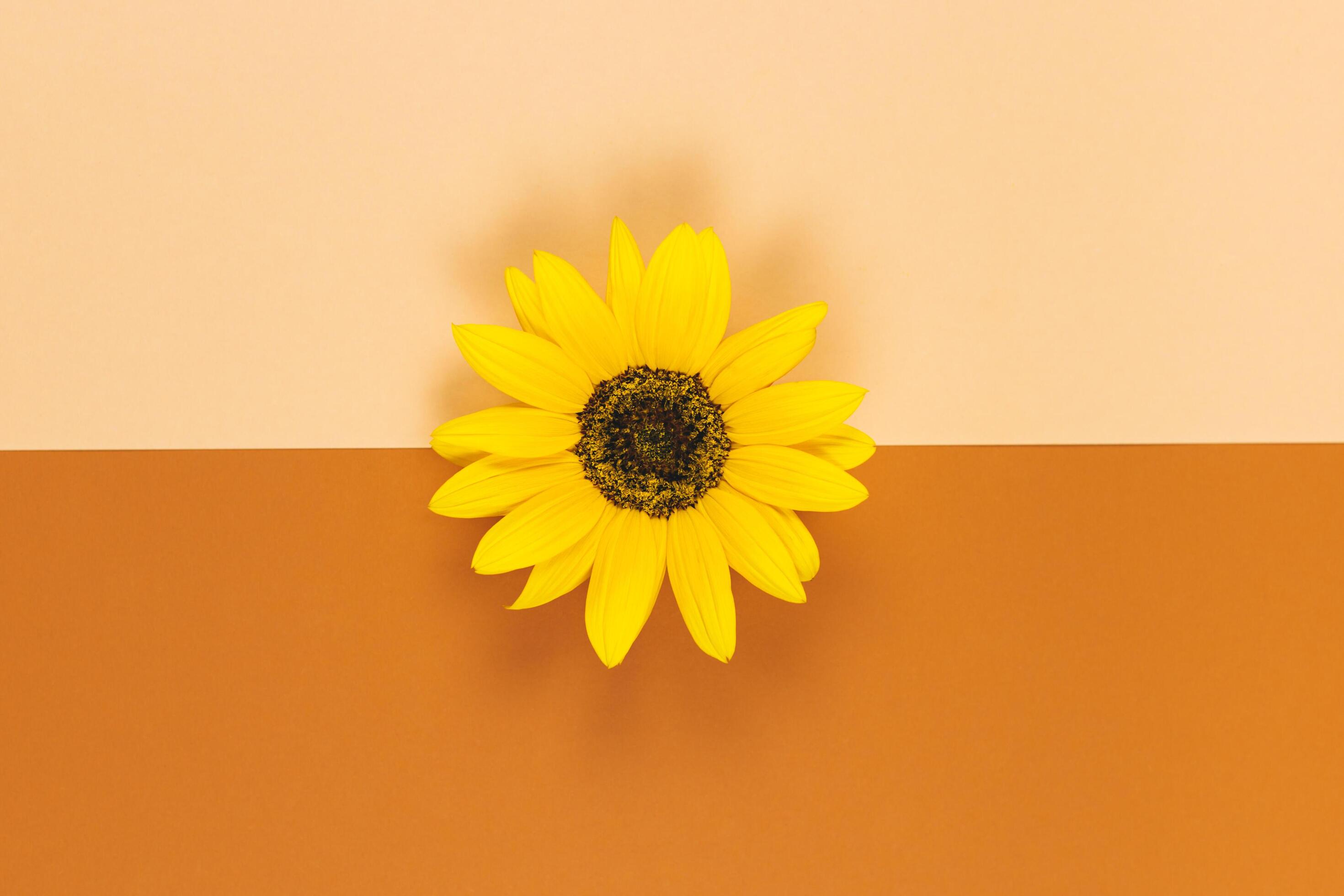 Beautiful decorative yellow sunflower on orange brown background. Flat lay. Stock Free