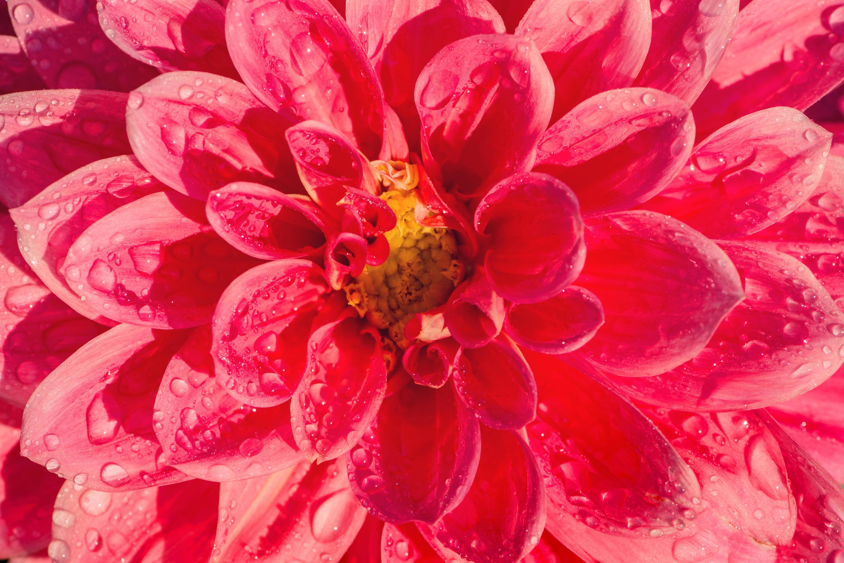 background nature Flower dahlia Orange,pink flowers Stock Free