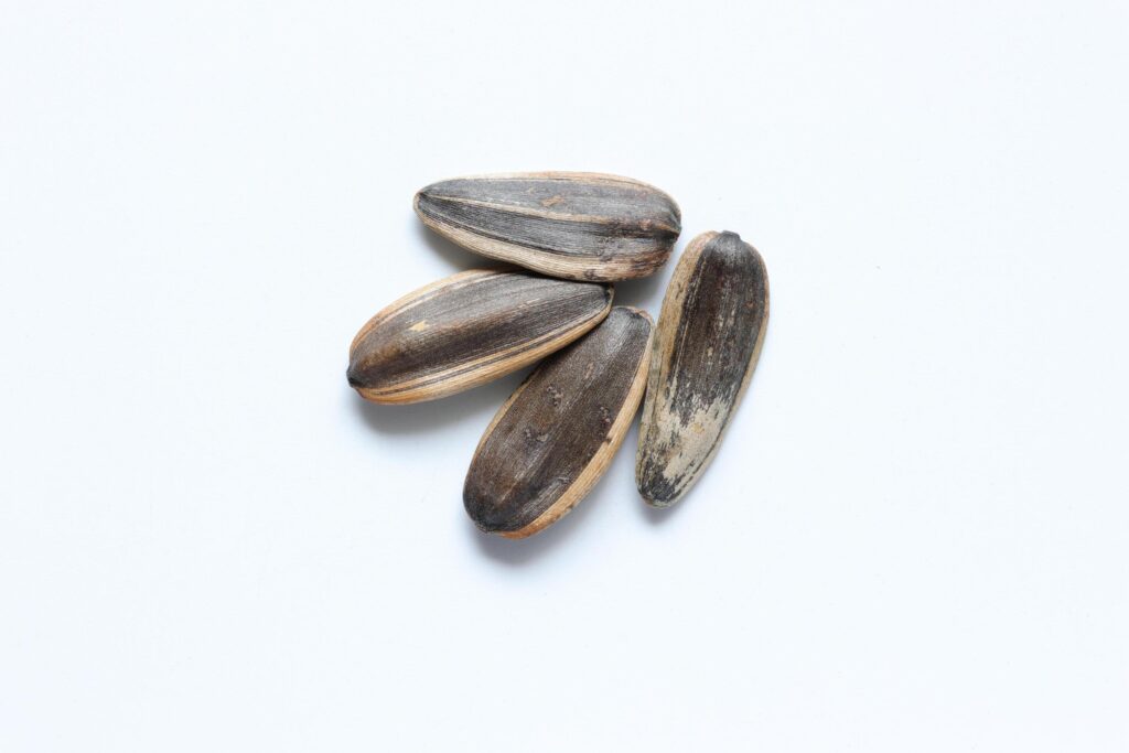 Sunflower seeds isolated on white background Stock Free