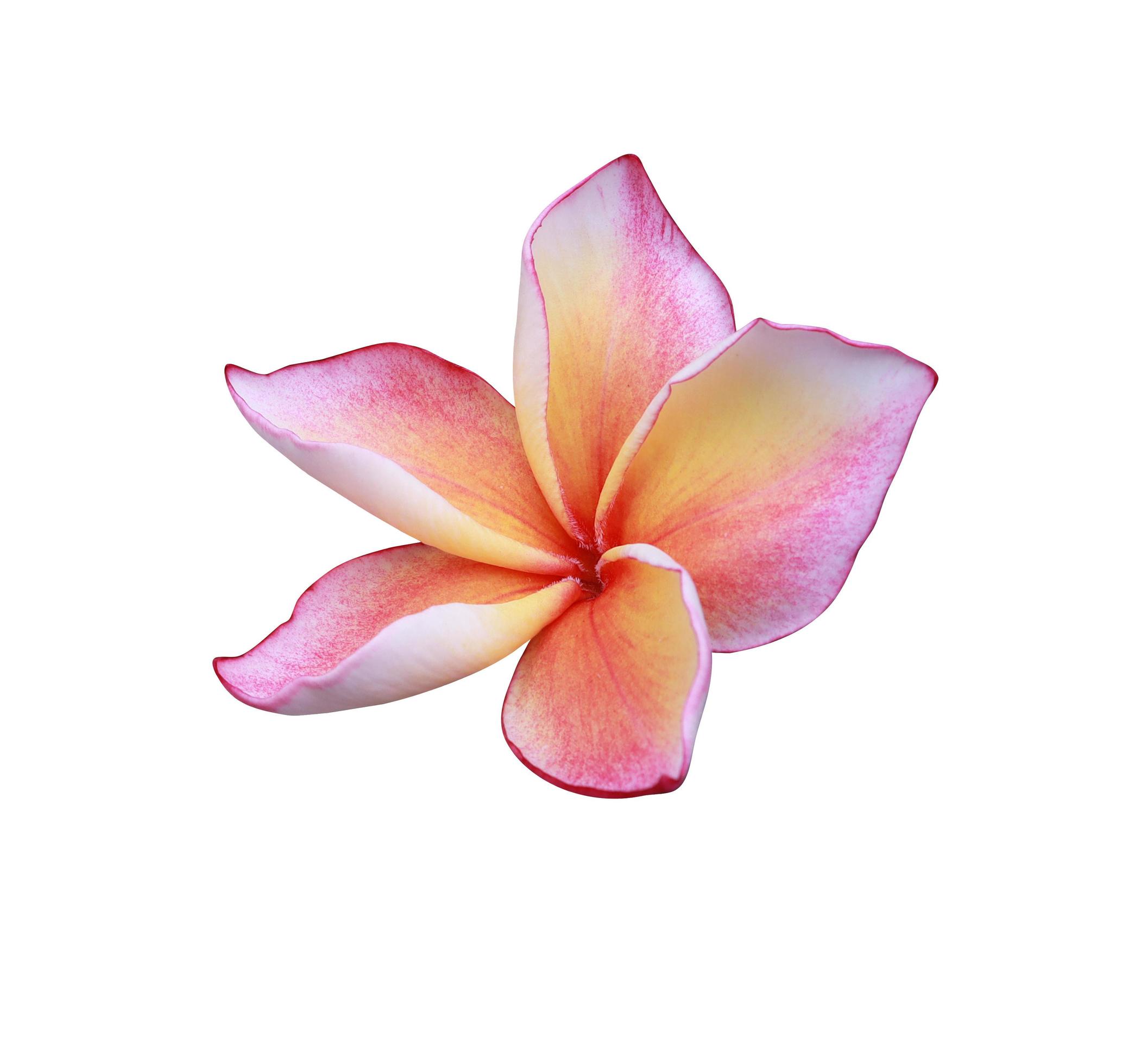 Plumeria or frangipani flower. Close up single pink-yellow plumeria flower isolated on white background. Top view of frangipani flower. Stock Free