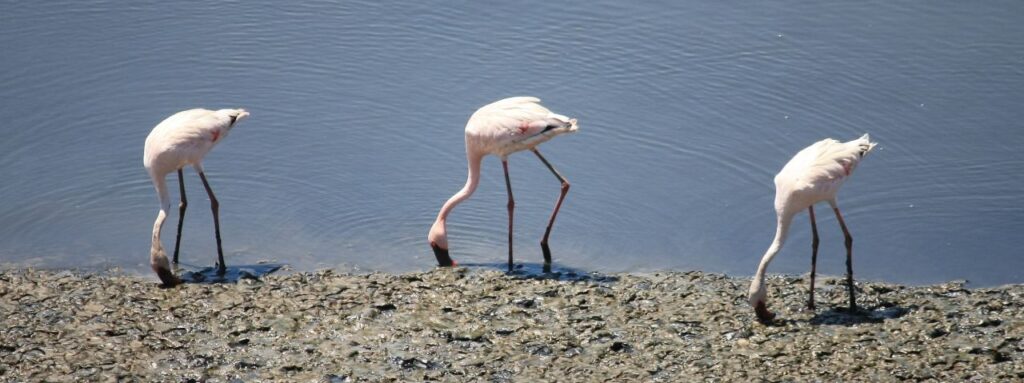 Flamingos Birds Stock Free