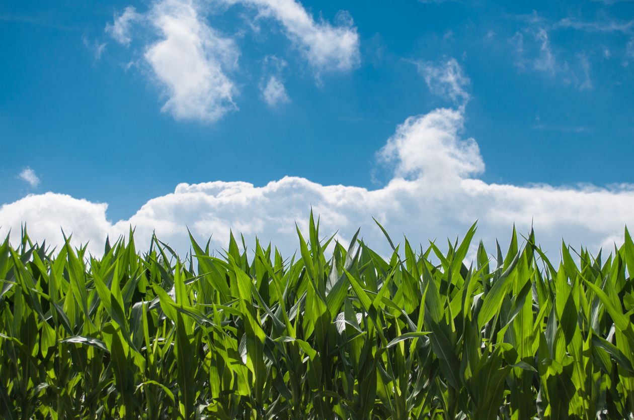 Corn field Stock Free