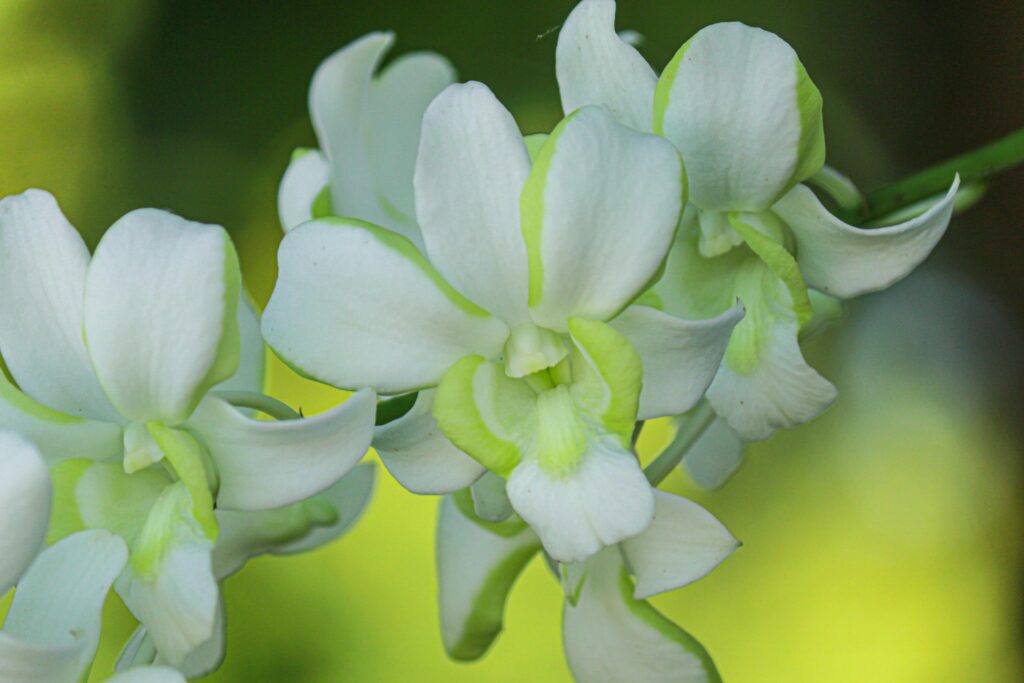 Beautiful white orchid natural background Stock Free