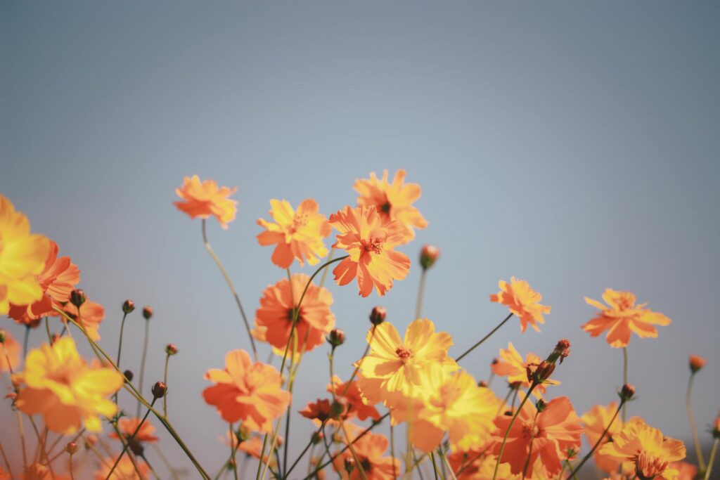 Orange and yellow cosmos flower blooming cosmos flower field, beautiful vivid natural summer garden outdoor park image. Stock Free