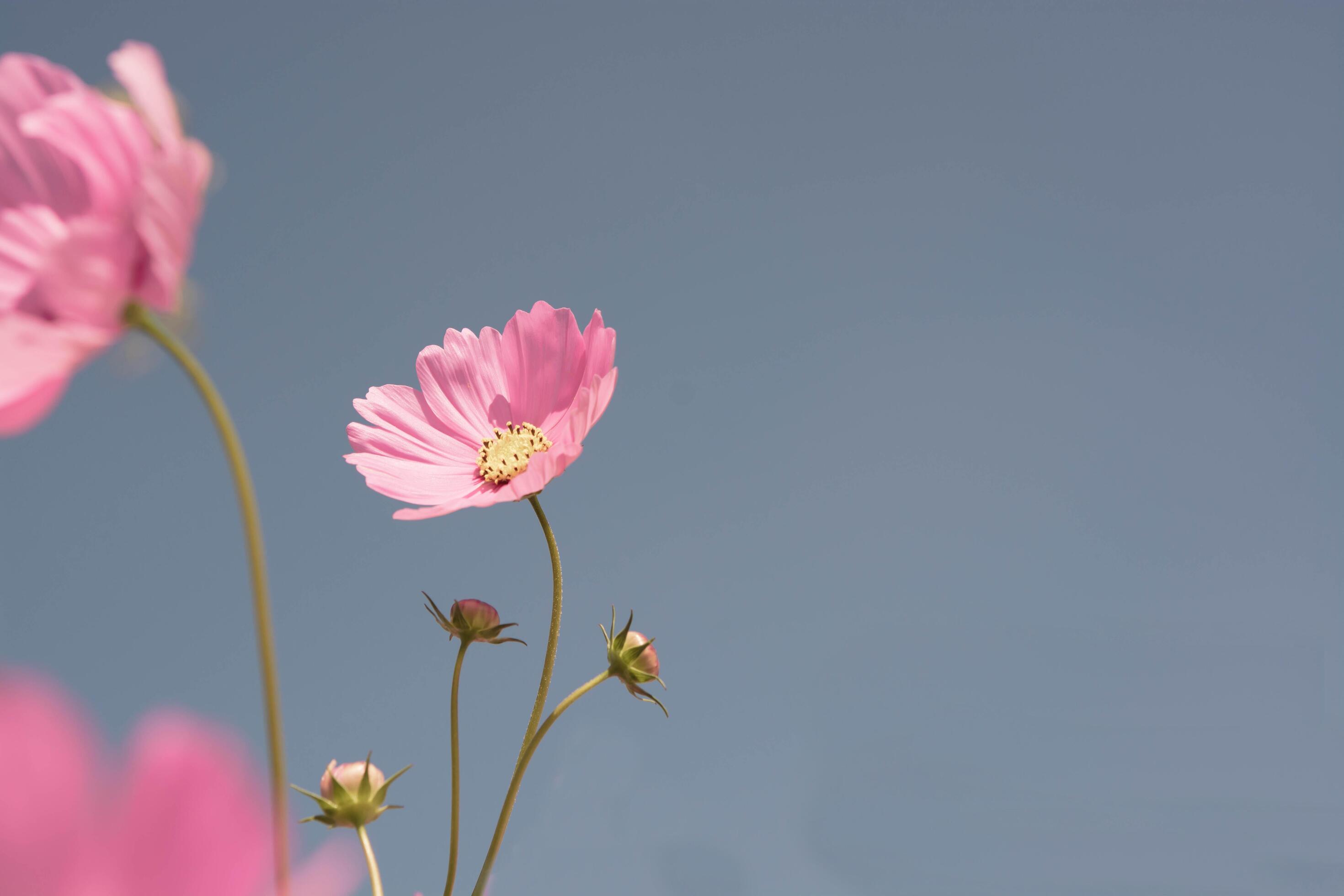 pink flower with blue sky Stock Free