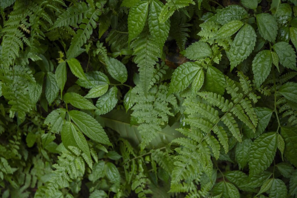 Close up of green leave background on rainforest. Photo is suitable to use for nature background, botanical poster and nature content media. Stock Free