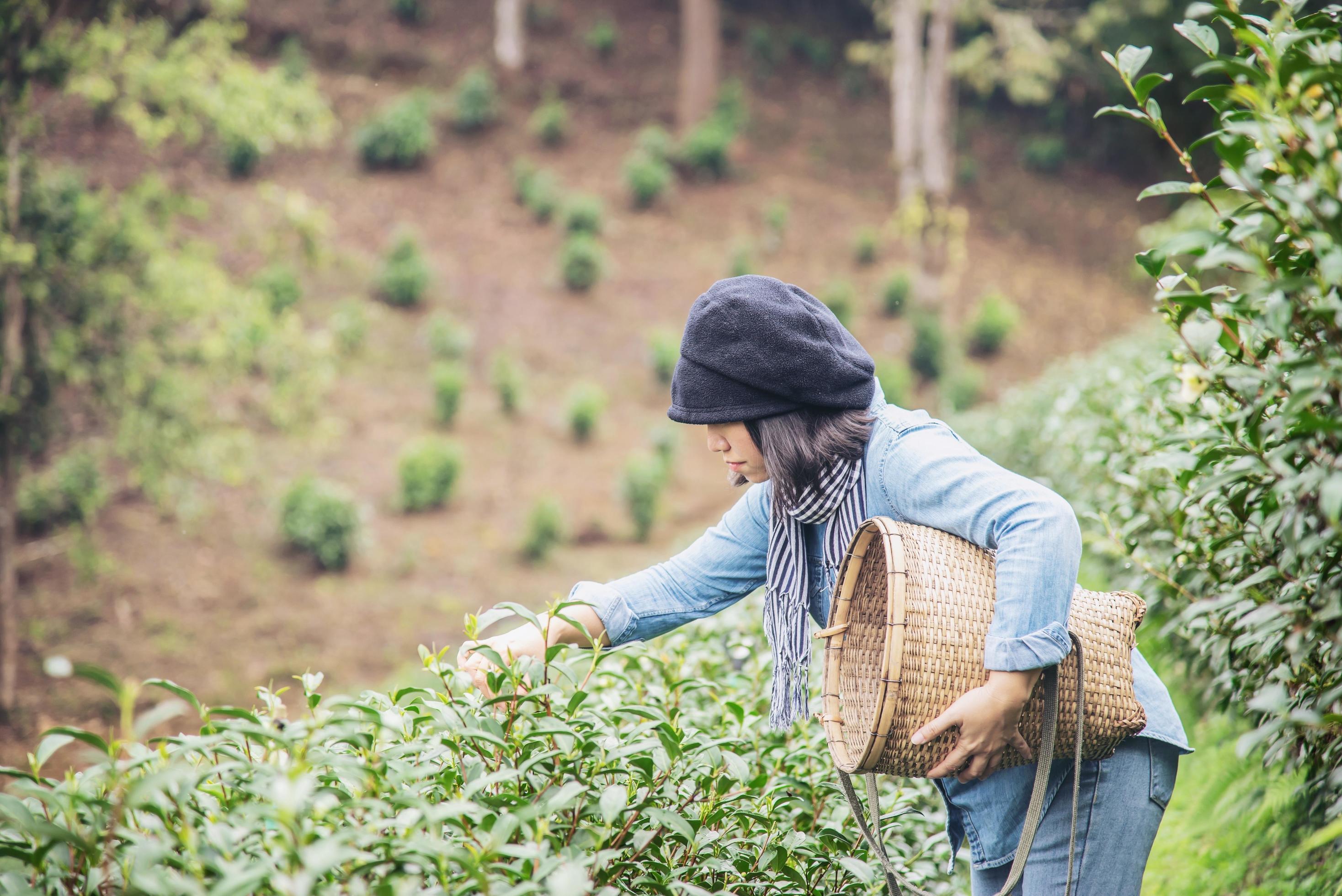 Woman harvest – pick fresh green tea leaves at high land tea field in Chiang Mai Thailand – local people with agriculture in high land nature concept Stock Free