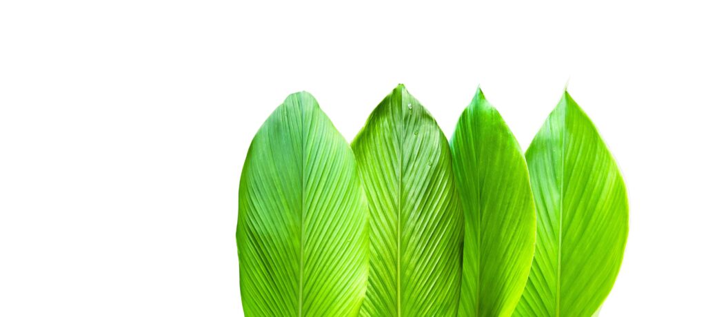 A cut-out of a turmeric leaf on a white background with clipping paths. Stock Free