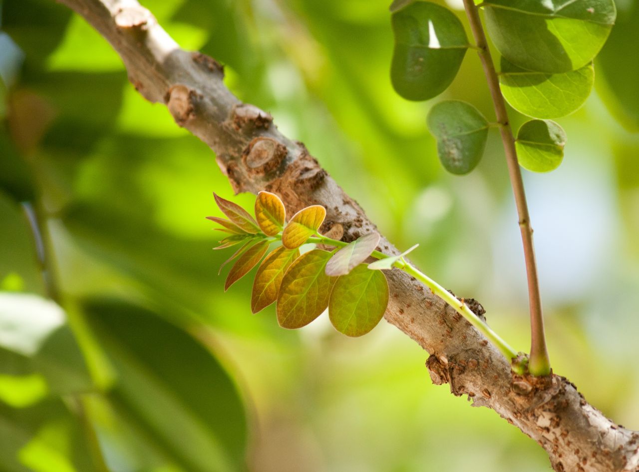 Tree Branch Small Stock Free