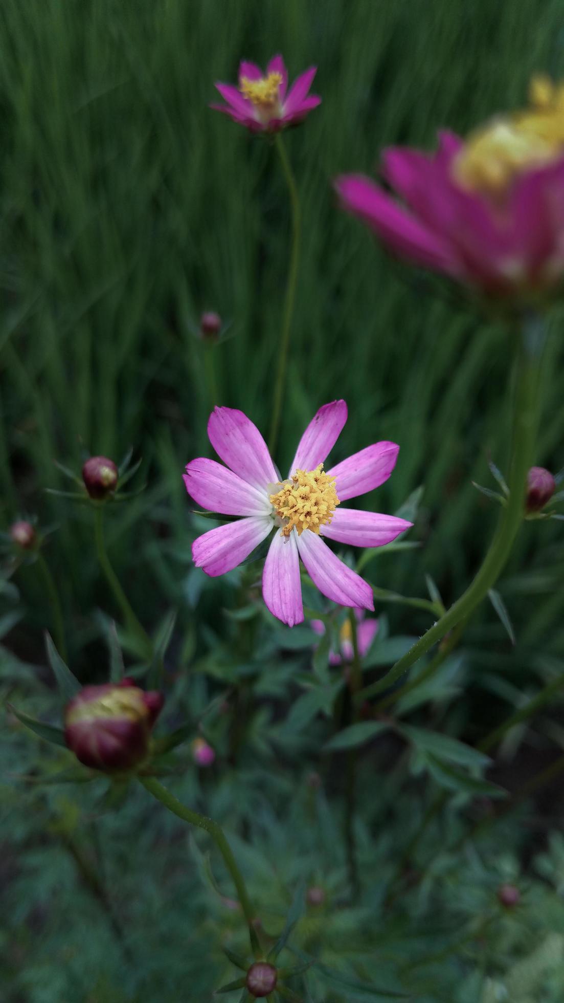 collection of pink flowers in the garden Stock Free