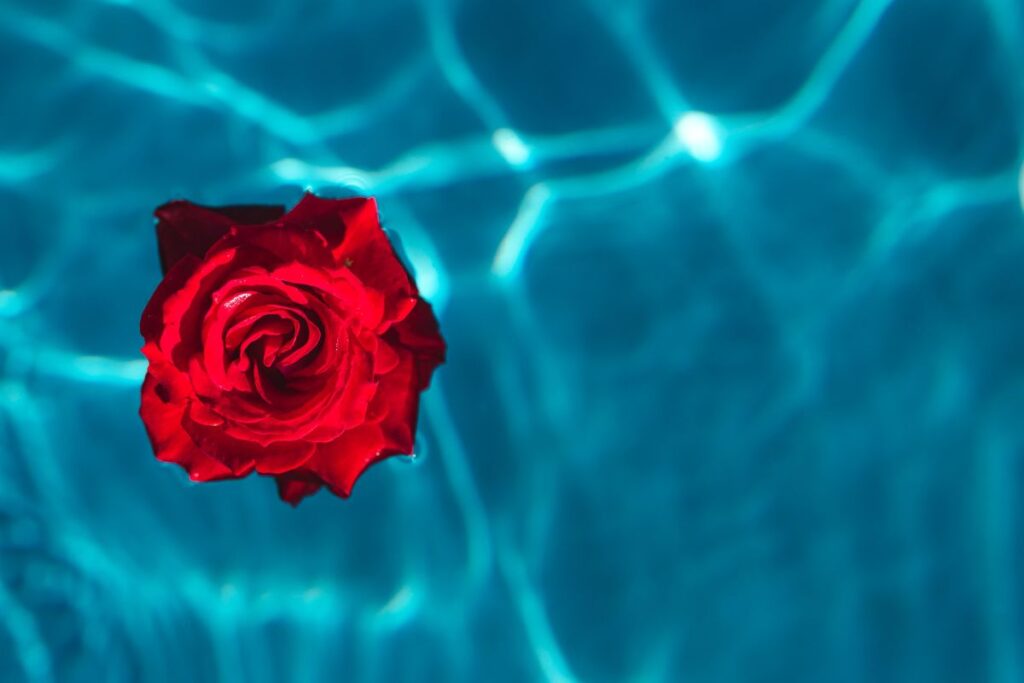 Fresh garden rose on the blue water of a swimming pool on a warm summer day Stock Free