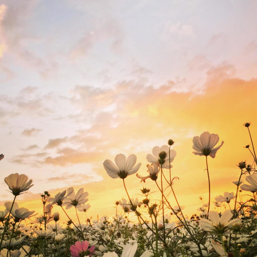 Field of cosmos flower with a sunset background Stock Free