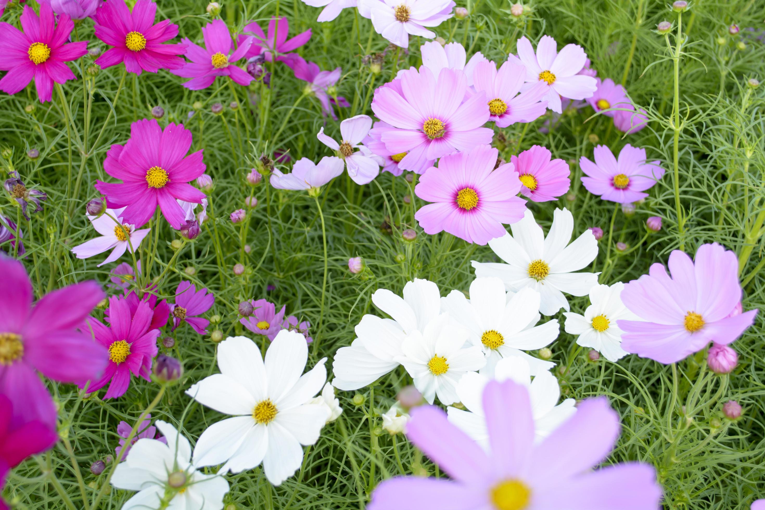 Cosmos is a genus, with the same common name of Cosmos, consisting of flowering plants in the sunflower family. Stock Free