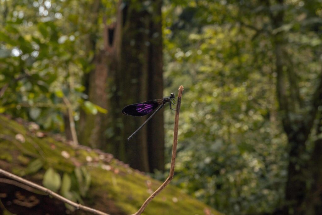 Dragon fly over the green leave on the tropical forest. The photo is suitable to use for nature poster, wild life background and animal content media. Stock Free