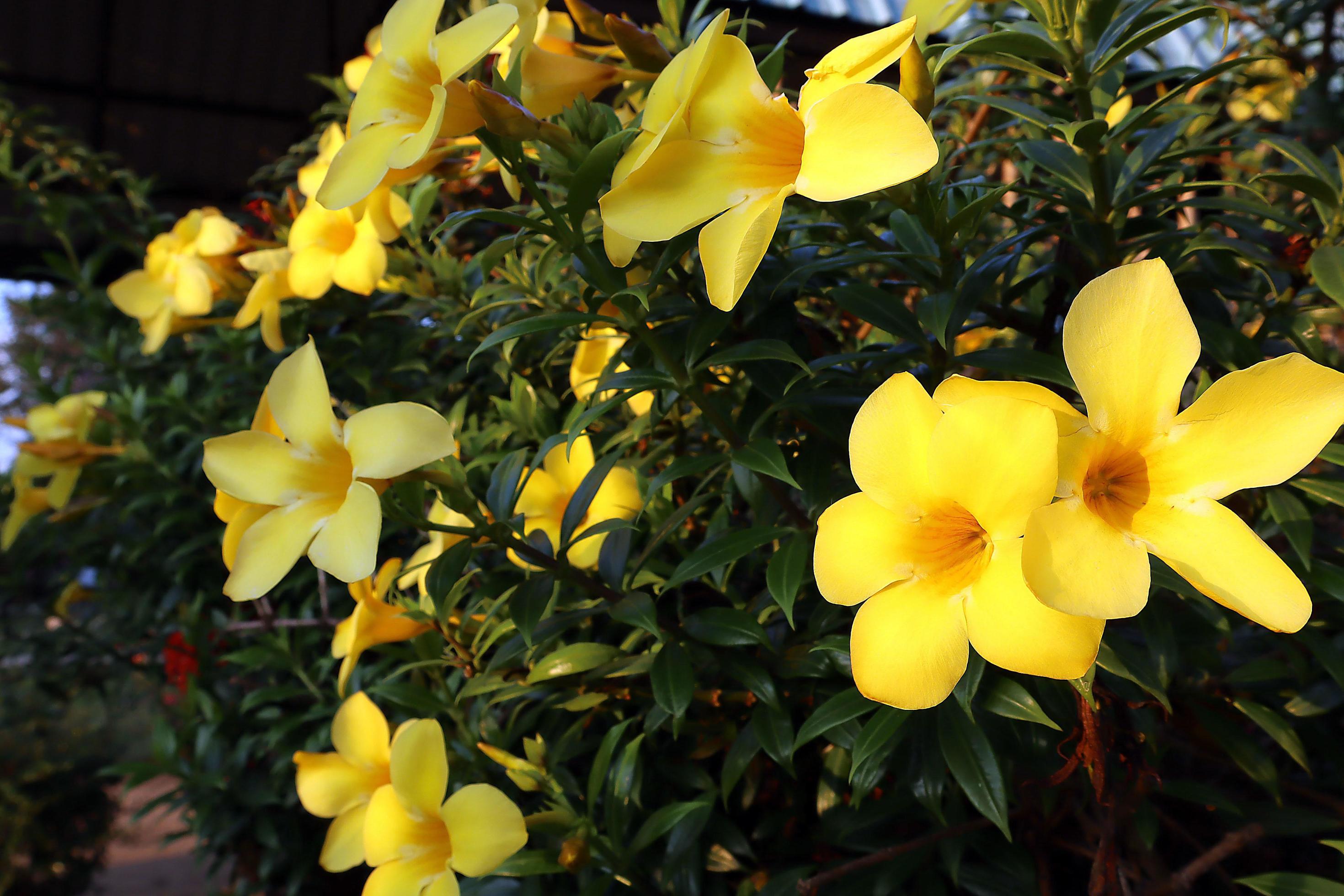 allamanda’s yellow or widely known as golden flower, in the garden. Stock Free