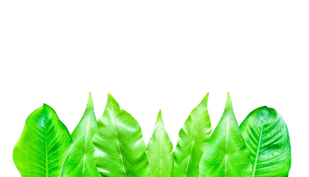 A cut-out of leaves on a white background with clipping paths. Stock Free