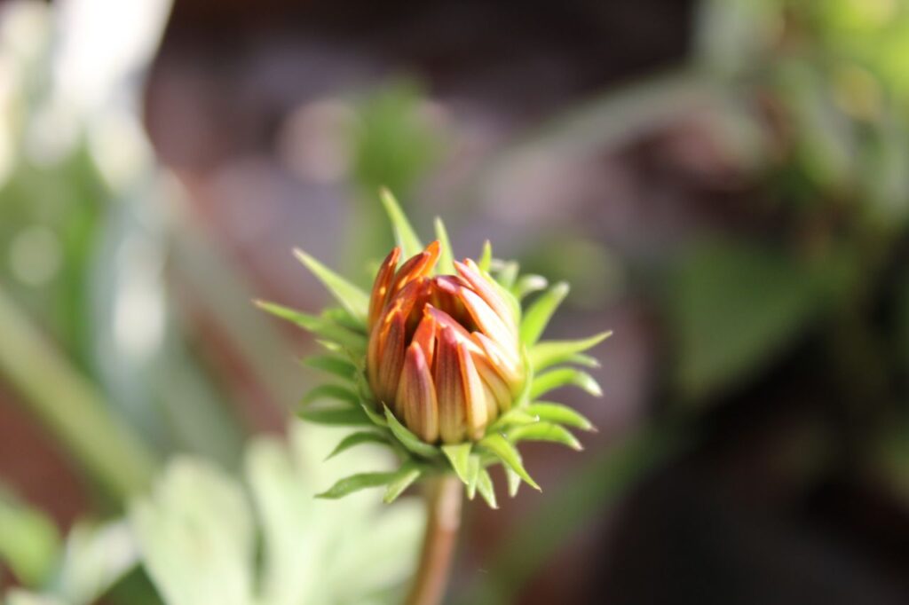 Bud Of Crysanthamum Stock Free