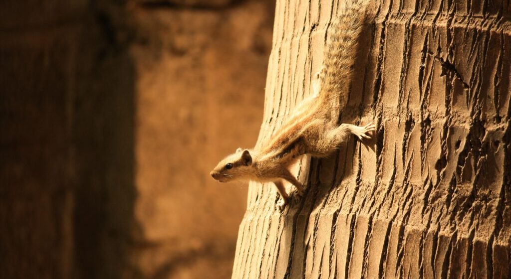 Squirrel Coconut Tree Climb Stock Free