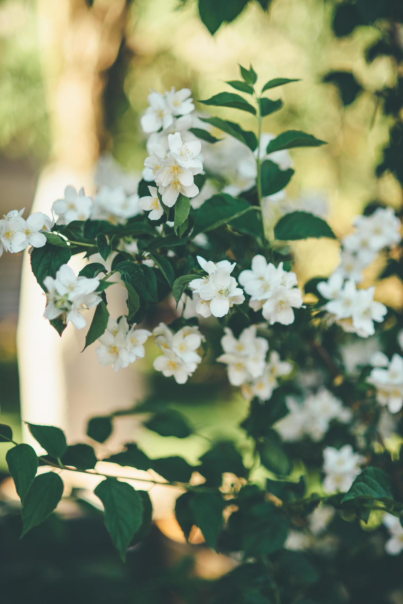 Beautiful flower bush Stock Free