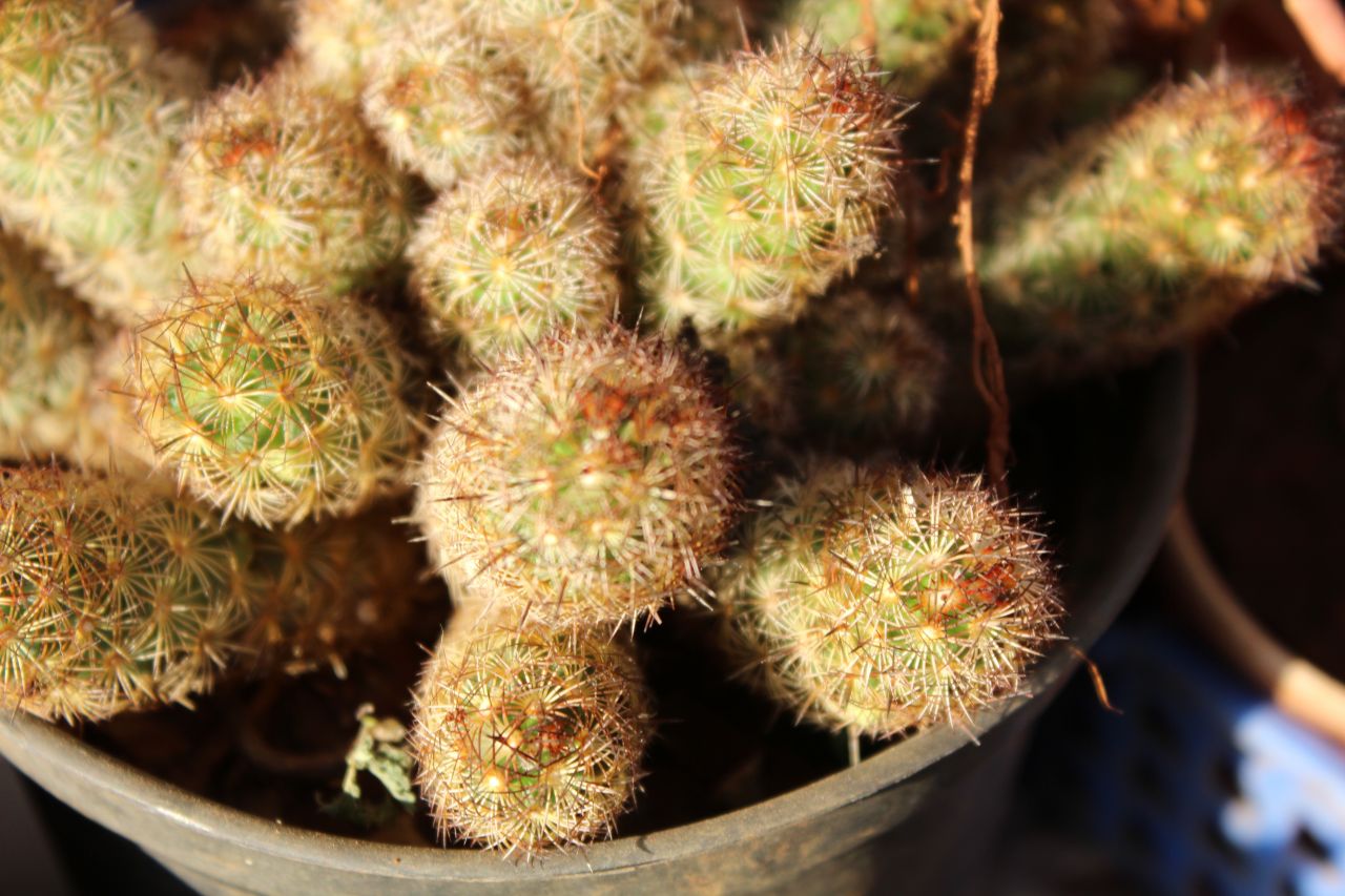 
									Pot Of Cactus Plant Stock Free