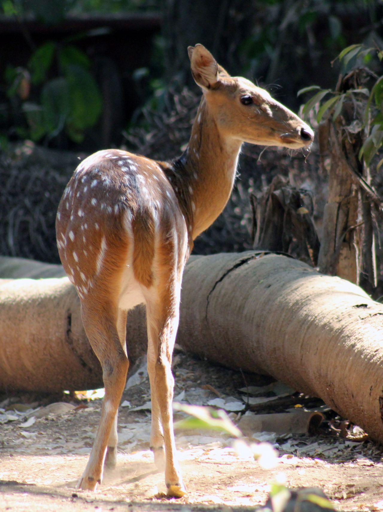 Deer National Park Stock Free