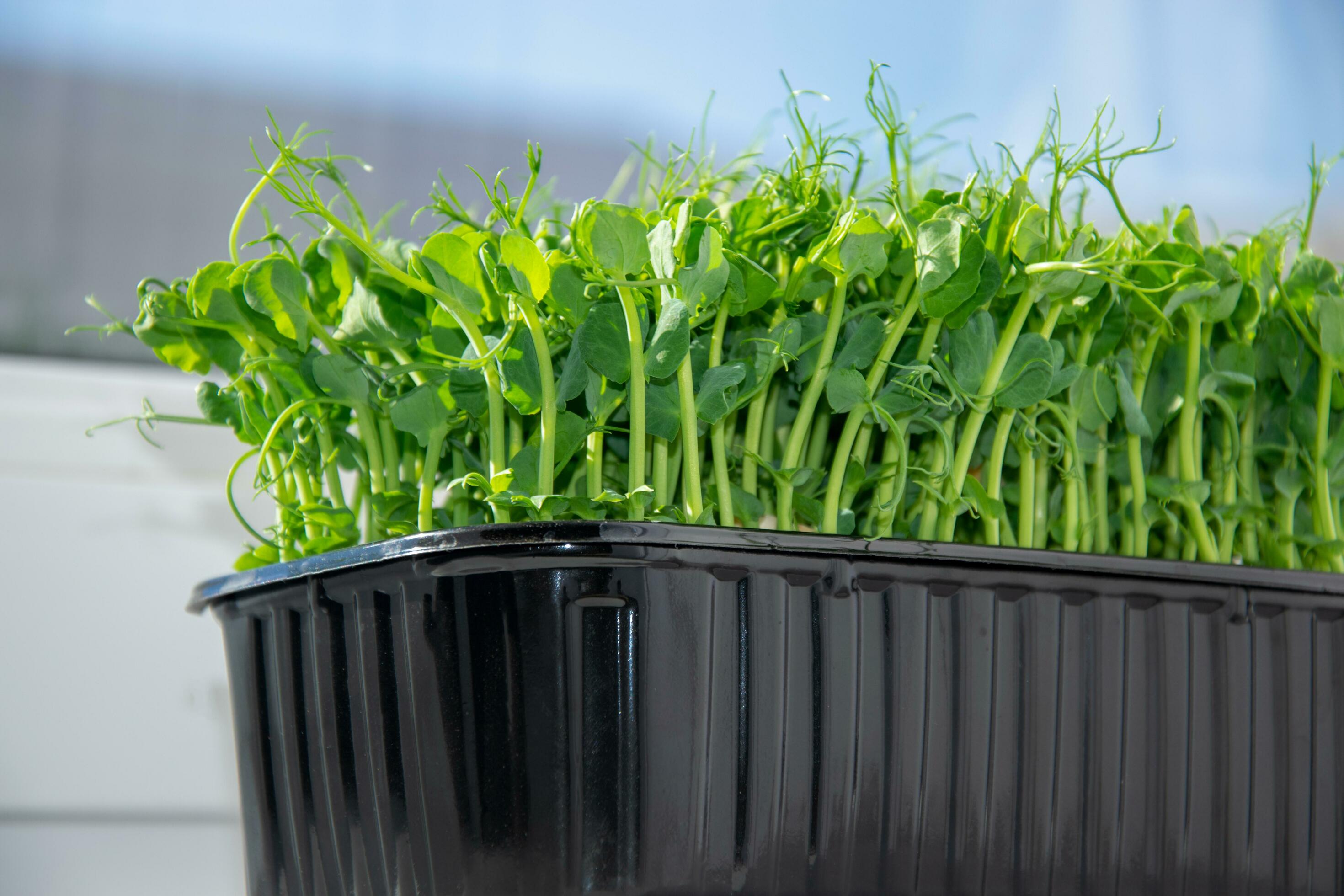 Sweet peas. Microgreens for cooking on a blue blurred background. Growing sprouts. The concept of healthy, diet food. Stock Free