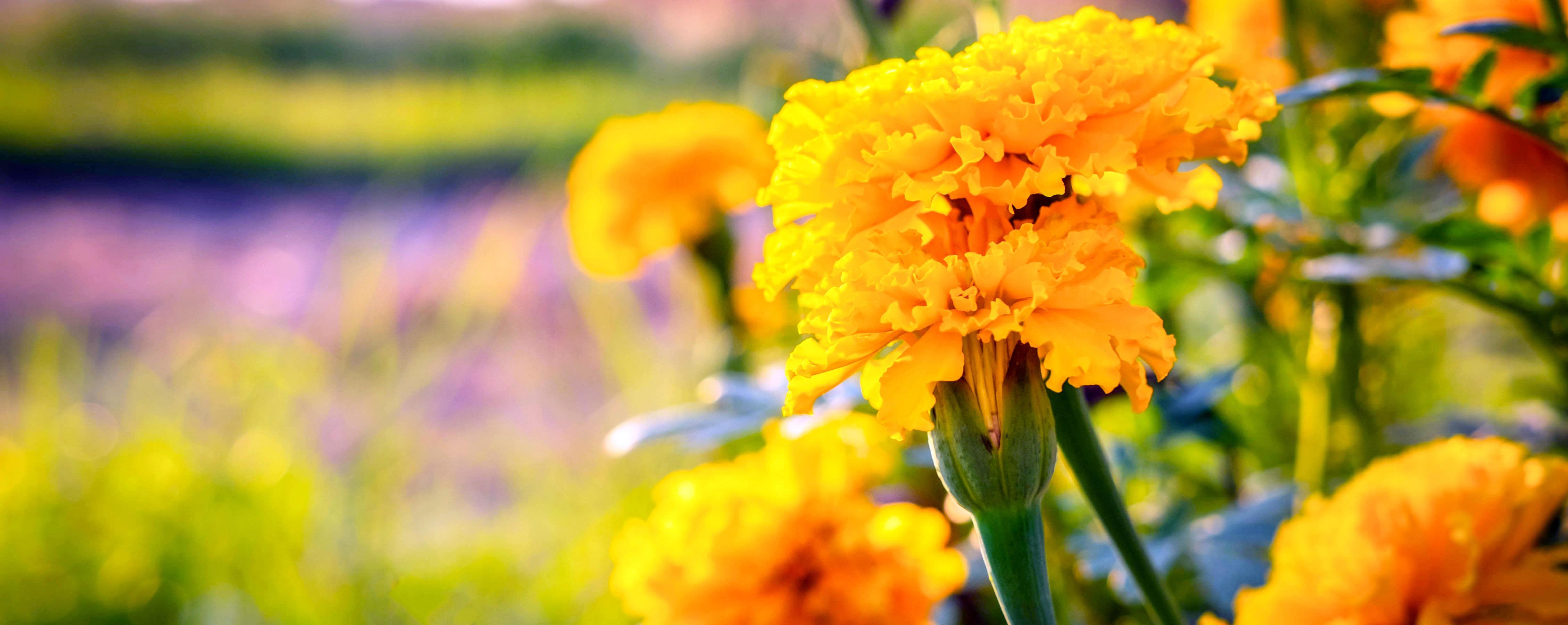 Beautiful field of blooming marigold flower against sunset golden light and blurry soft ten marigold flower field natural background Stock Free