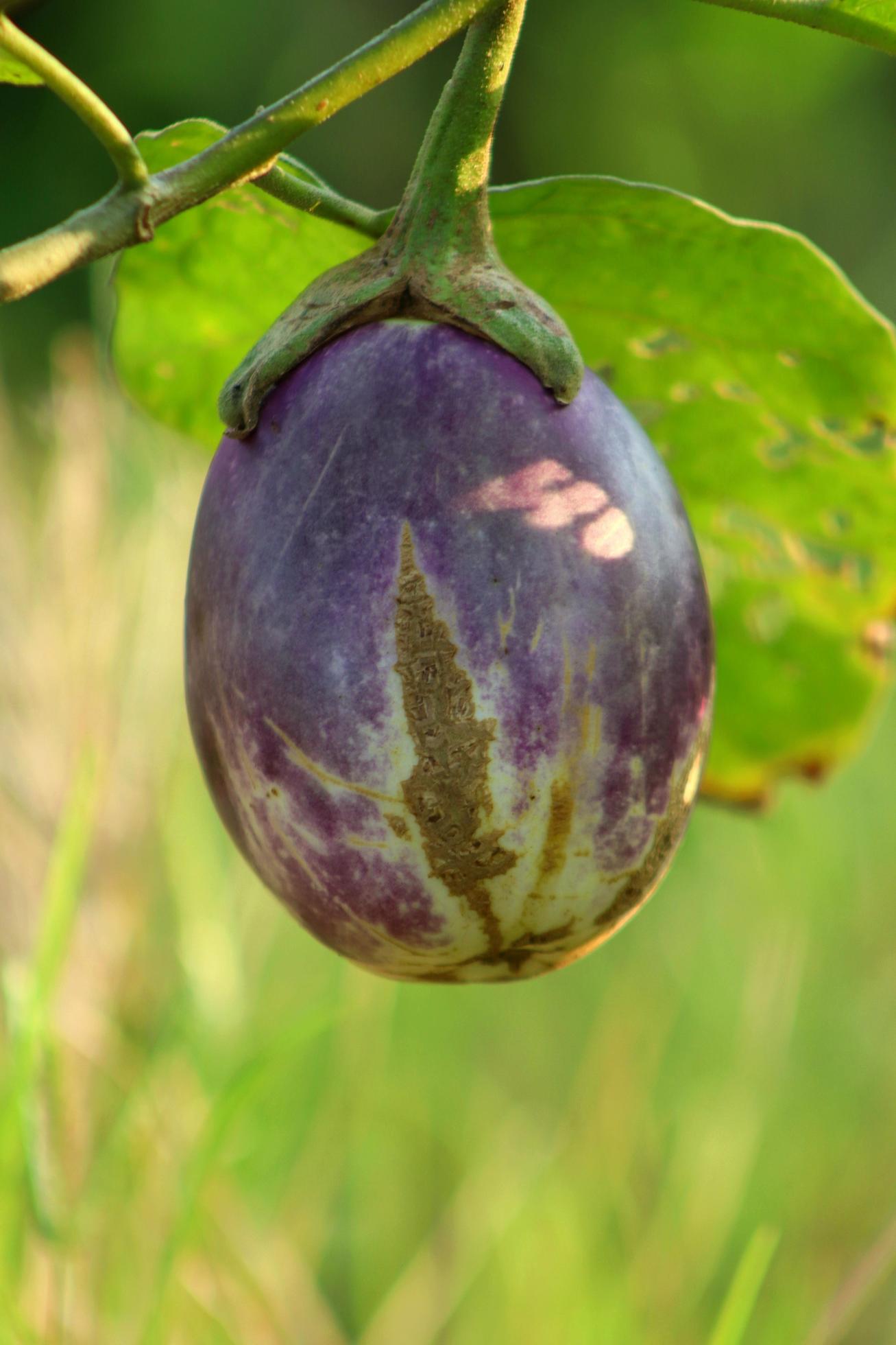 Organic plants, purple eggplant fruit vegetables, natural healthy vitamin foods Stock Free