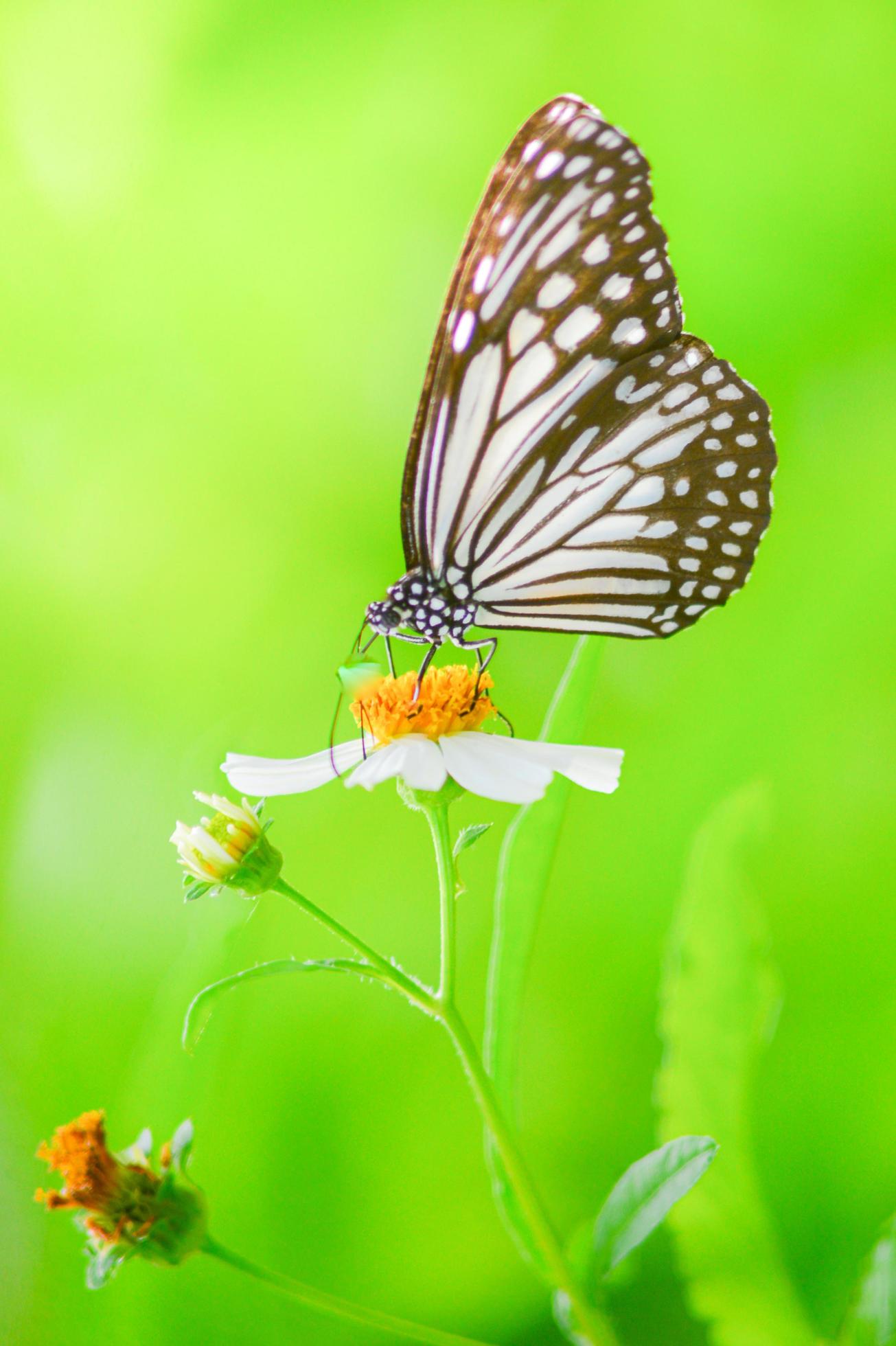 Beautiful butterflies in nature are searching for nectar from flowers in the Thai region of Thailand. Stock Free