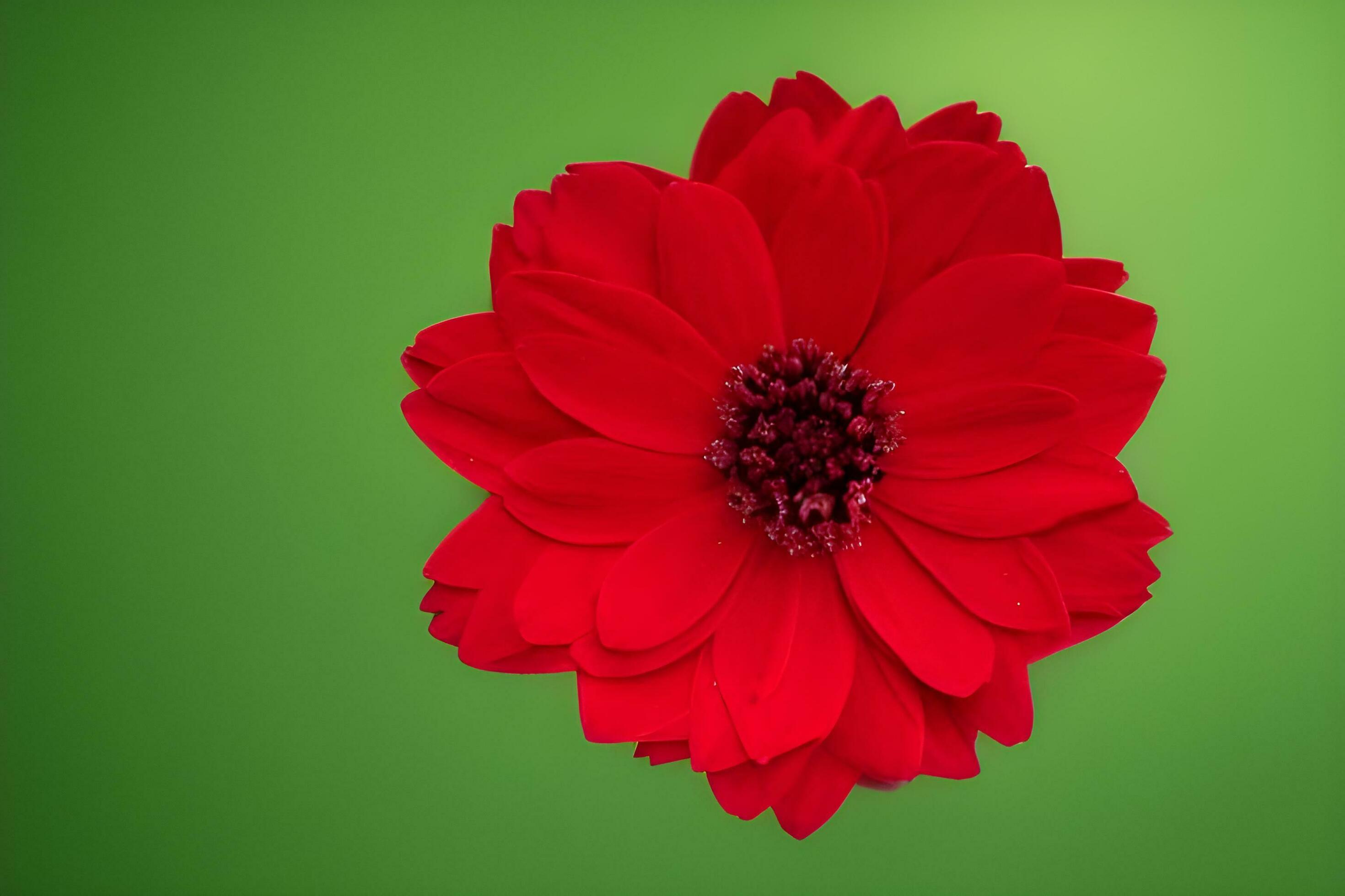 Red Petal Flower Stock Free