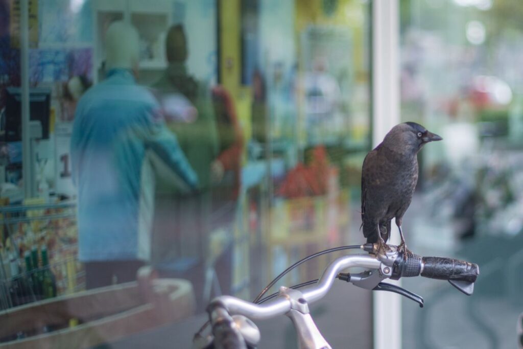 Crow on bike Stock Free