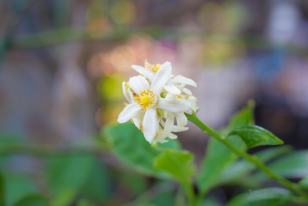 White lime flowers, fresh and fragrant On the lime tree with bokeh background. Stock Free