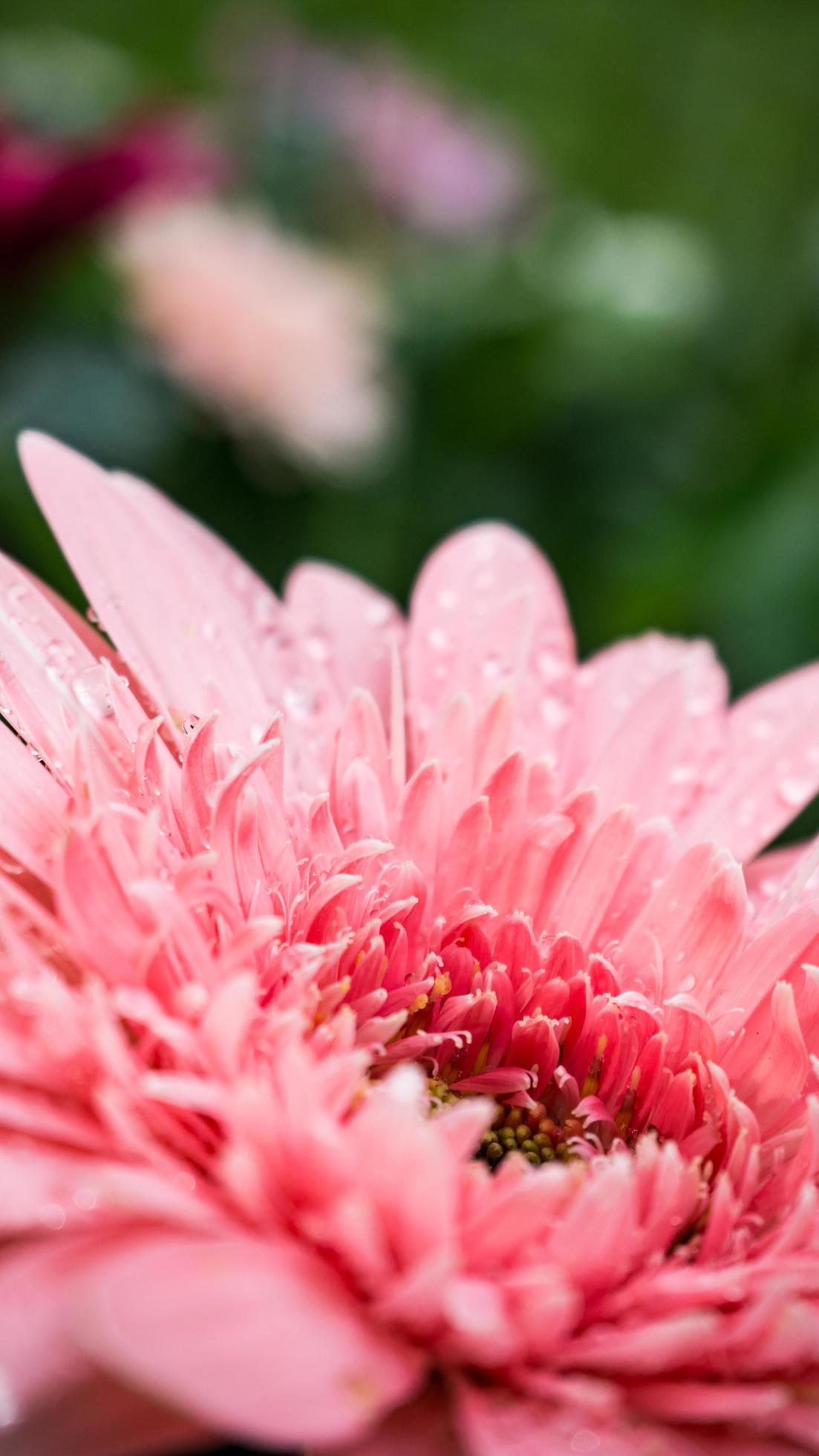 beautiful gerbera flower on the outdoor garden Stock Free